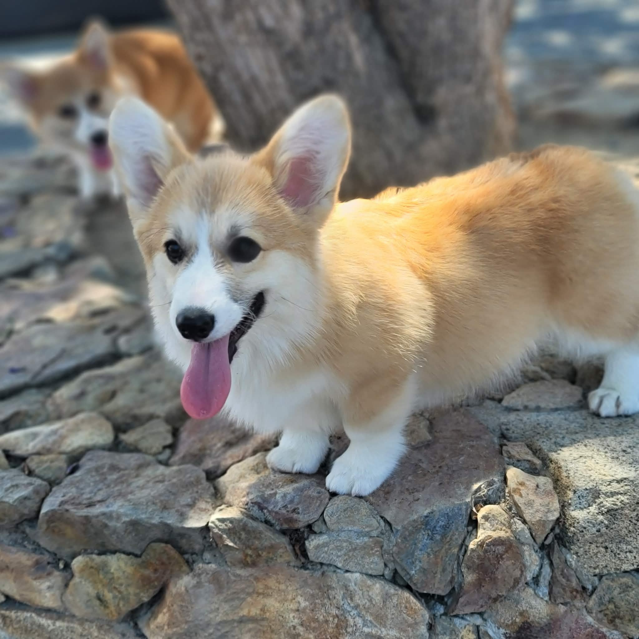 Justin puppy photo 2